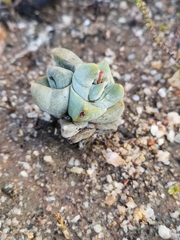 Crassula deceptor