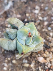 Crassula deceptor