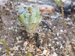 Crassula deceptor