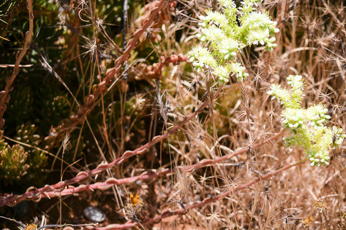 Pale Stonecrop
