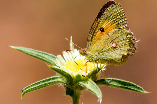 Clouded Yellow