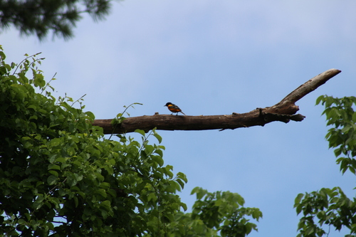 Baltimore Oriole