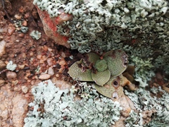 Crassula pseudohemisphaerica