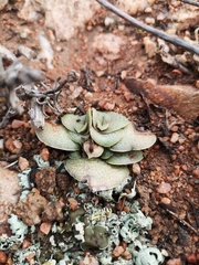 Crassula pseudohemisphaerica