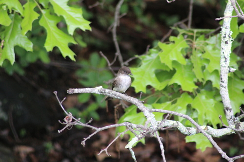 Eastern Phoebe