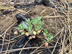 Antelope Brush (Purshia tridentata)