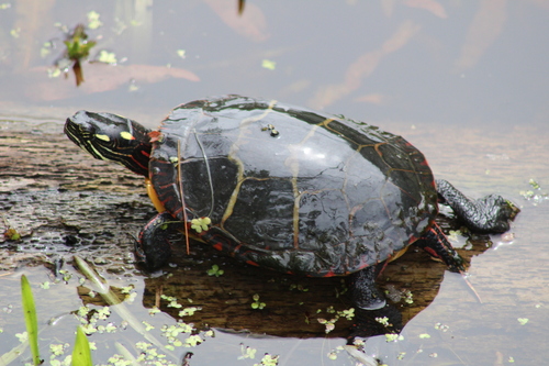 Painted Turtle