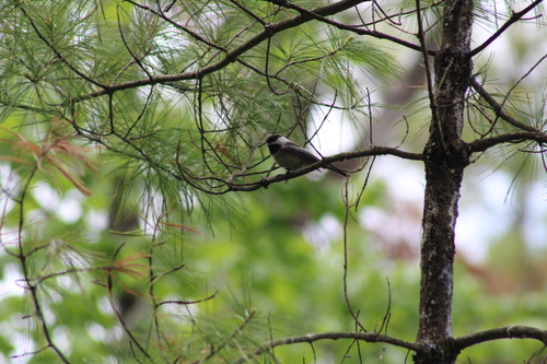 Black-capped Chickadee