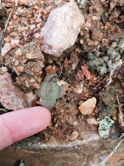 Crassula pseudohemisphaerica