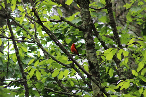 Scarlet Tanager