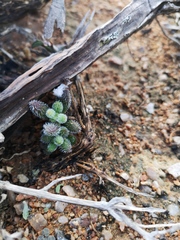 Crassula hirtipes