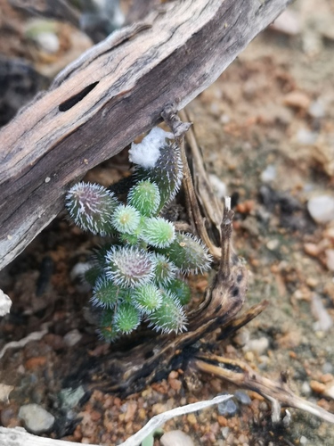 Crassula hirtipes