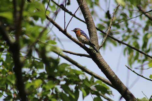 Eastern Bluebird