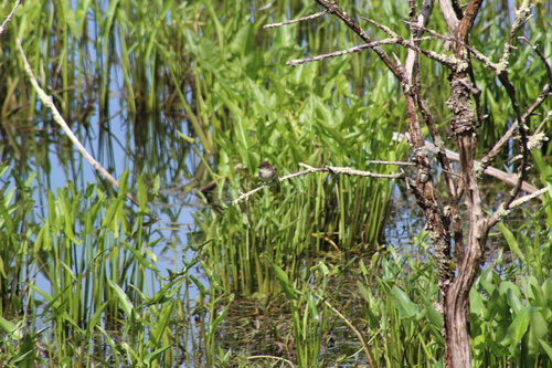 Eastern Phoebe