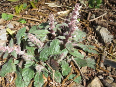 Ajuga nipponensis