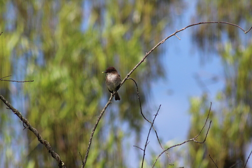Eastern Phoebe