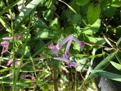 Corydalis decumbens