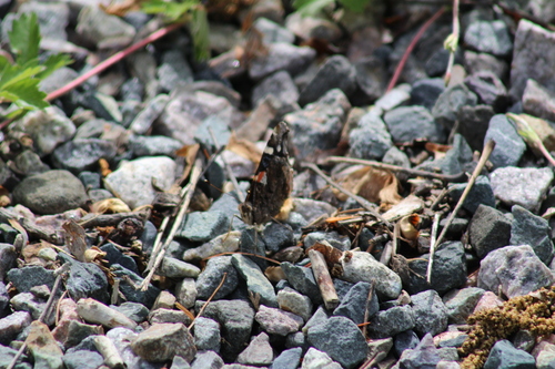 Red Admiral