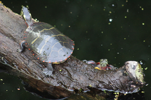 Painted Turtle