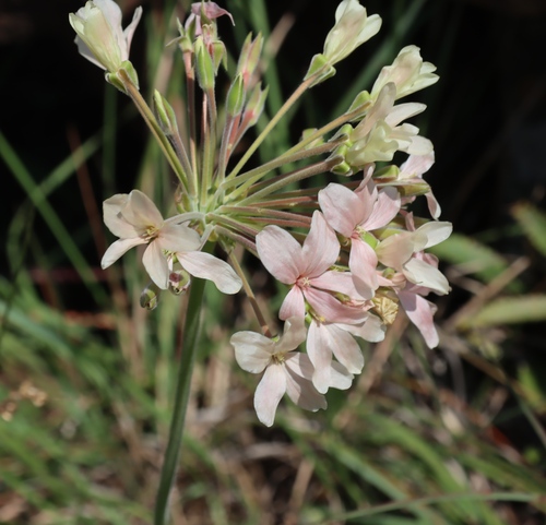 Pelargonium luridum, photograph 3