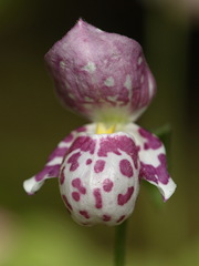 Spotted Lady's Slipper - Photo (c) Александр Корепанов, some rights reserved (CC BY-NC), uploaded by Александр Корепанов