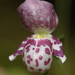 Spotted Lady's Slipper - Photo (c) Александр Корепанов, some rights reserved (CC BY-NC), uploaded by Александр Корепанов