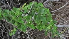 Kedrostis nana