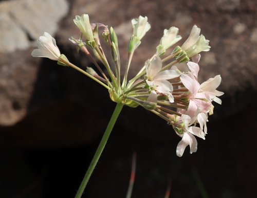 Pelargonium luridum, photograph 2