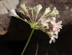(c) Tony Rebelo, some rights reserved (CC BY-SA) Pelargonium luridum, photograph (c) Tony Rebelo, some rights reserved (CC BY-SA)