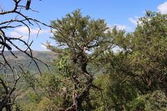Vachellia robusta, photograph (c) Tony Rebelo, some rights reserved (CC BY-SA)