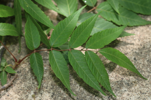 Dipteronia sinensis, 2025-05-19