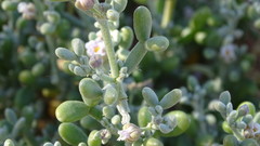 Tetraena