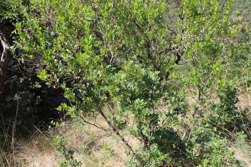Schrebera alata