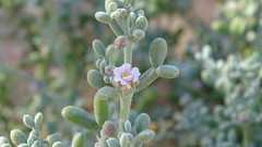 Tetraena