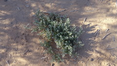 Tetraena