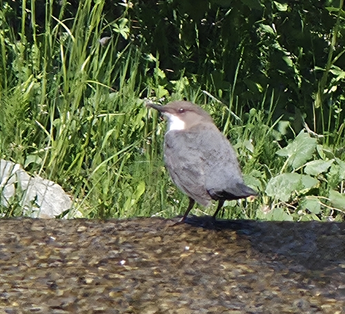 White-throated Dipper