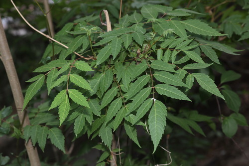 Dipteronia sinensis, 2025-05-19