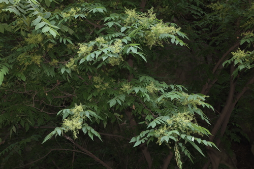 Dipteronia sinensis, 2025-05-19