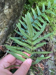 Pteris longifolia, photograph author not stated, no rights reserved
