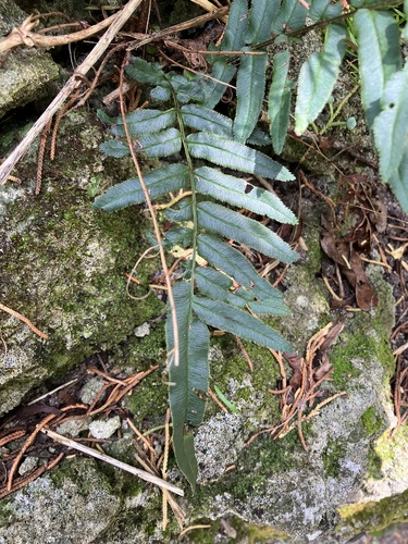 Pteris longifolia, photograph 2
