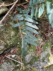 Pteris longifolia, photograph author not stated, no rights reserved