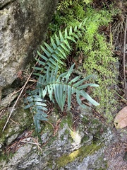 Pteris longifolia, photograph author not stated, no rights reserved