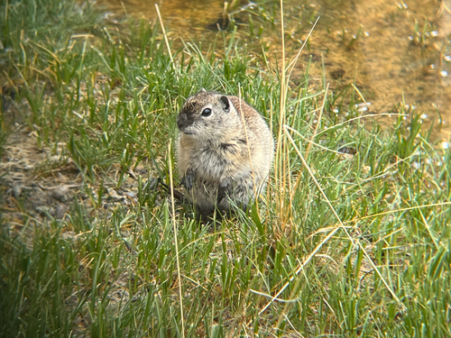 Belding's Ground Squirrel observed by weissfamman