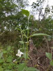 Lantana canescens