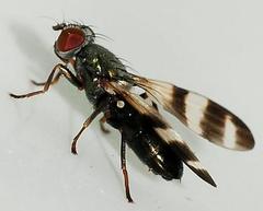 Chaetopsis massyla