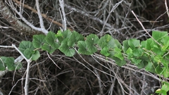 Kedrostis nana