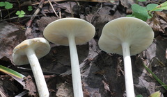 Melanoleuca strictipes