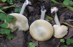 Melanoleuca strictipes