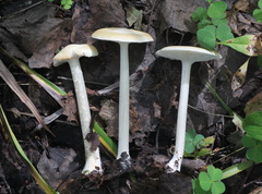 Melanoleuca strictipes