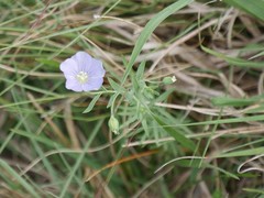 Linum pratense